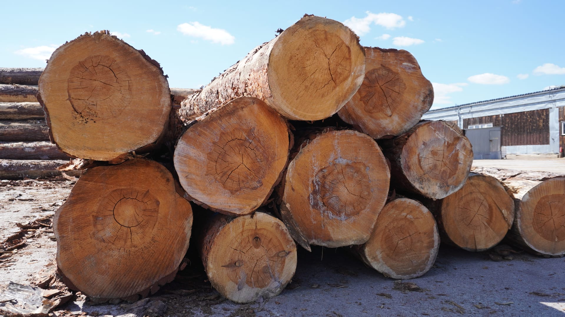 End faces of softwood logs on the sawmill log yard