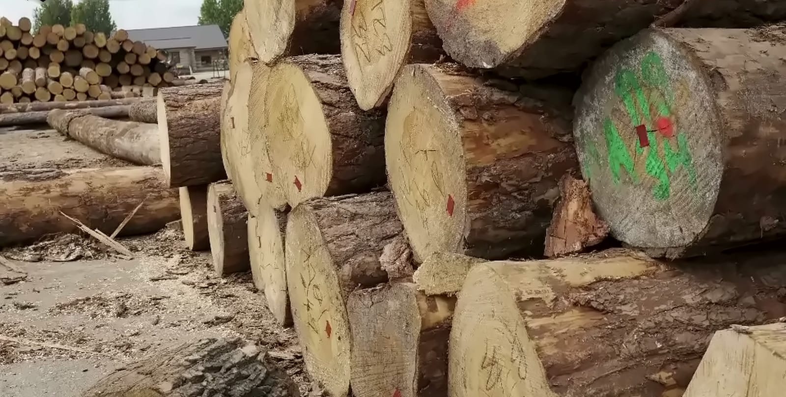 Stack of round wood with forestry markings in the yard of the Drewno Pilarscy sawmill